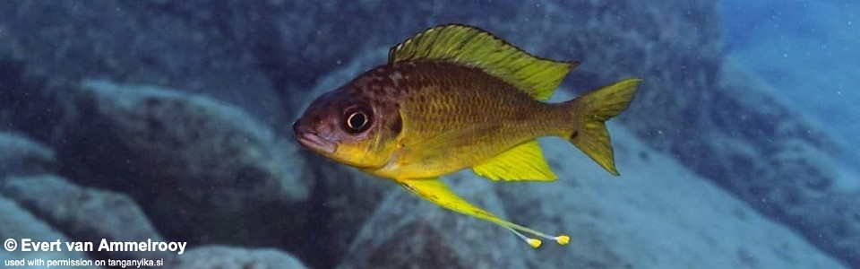 Ophthalmotilapia cf. nasuta 'Kekese'<br><font color=gray>Ophthalmotilapia sp. 'Nasuta Golden' Kekese</font>