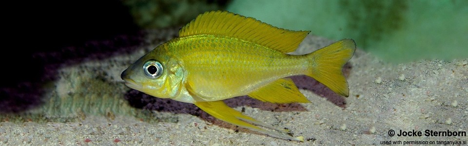 Ophthalmotilapia cf. nasuta 'Kipili'<br><font color=gray>Ophthalmotilapia sp. 'Nasuta Golden' Kipili</font>