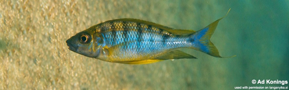 Ophthalmotilapia nasuta 'Kiriza'