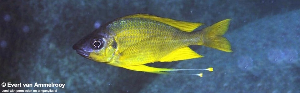 Ophthalmotilapia cf. nasuta 'Kisambala'<br><font color=gray>Ophthalmotilapia sp. 'Nasuta Golden' Kisambala</font>