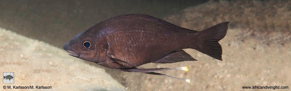 Ophthalmotilapia cf. nasuta 'Kolwe Point'<br><font color=gray>Ophthalmotilapia sp. 'Nasuta Golden' Kolwe Point</font>