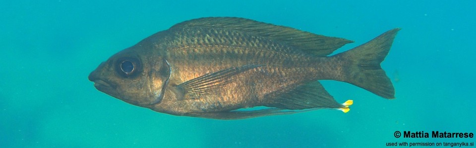 Ophthalmotilapia cf. nasuta 'Kungwe Point'