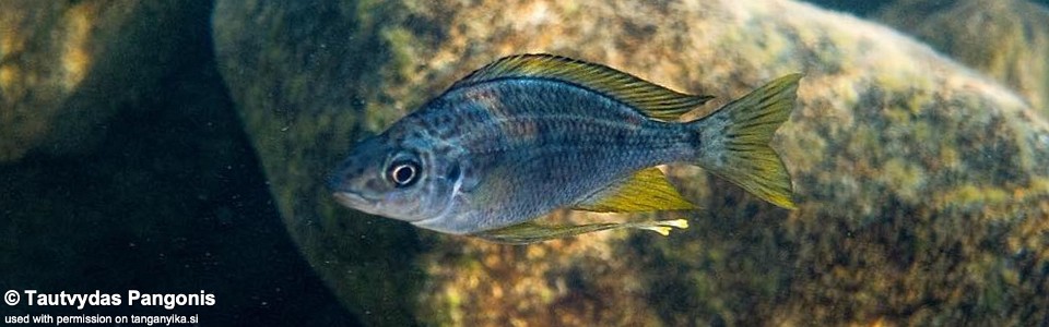 Ophthalmotilapia cf. nasuta 'Lake Shore Lodge Kipili'<br><font color=gray>Ophthalmotilapia sp. 'Nasuta Golden' Lake Shore Lodge Kipili</font>