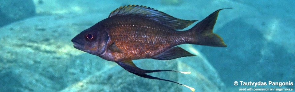 Ophthalmotilapia cf. nasuta 'Luagala Point'