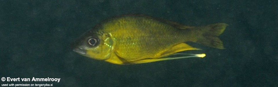 Ophthalmotilapia cf. nasuta 'Lupita Island'<br><font color=gray>Ophthalmotilapia sp. 'Nasuta Golden' Lupita Island</font>