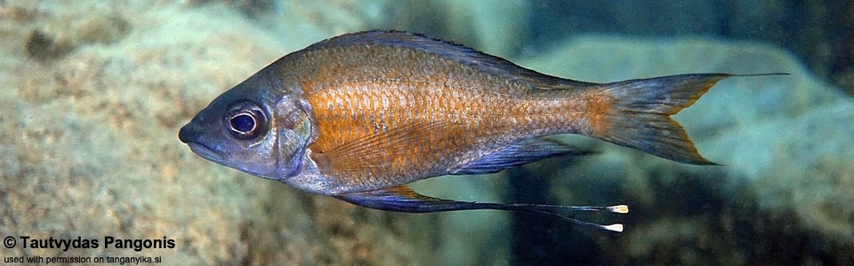 Ophthalmotilapia cf. nasuta 'Lyamembe'