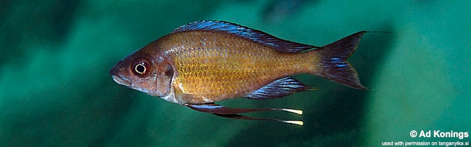 Ophthalmotilapia cf. nasuta 'Mabilibili'