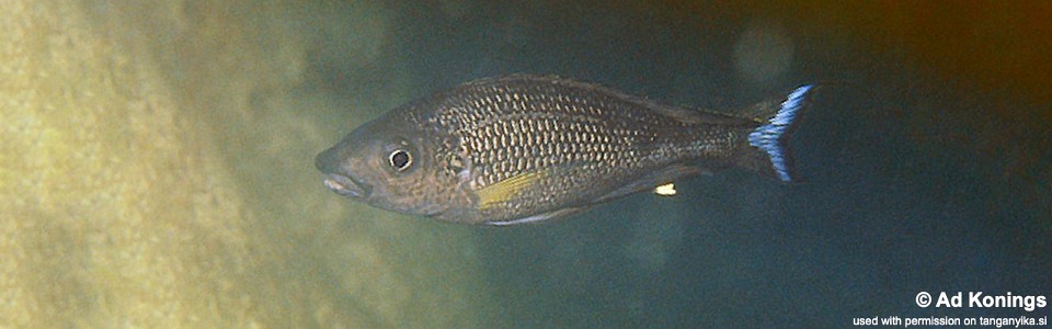 Ophthalmotilapia nasuta 'Magara'