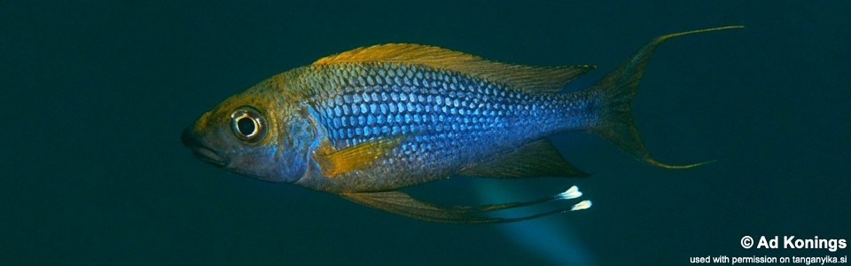 Ophthalmotilapia nasuta 'Mboko'