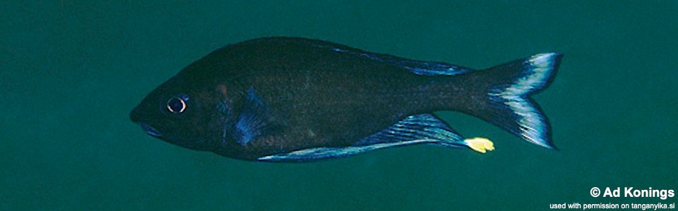 Ophthalmotilapia cf. nasuta 'Milima Island'