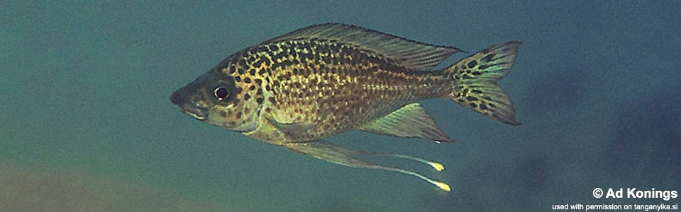 Ophthalmotilapia cf. nasuta 'Moliro'