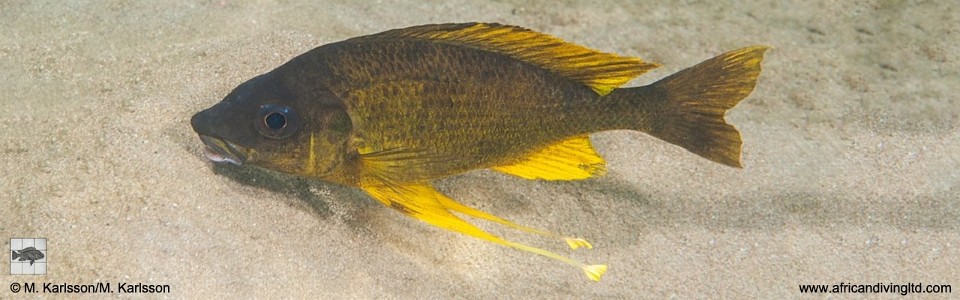 Ophthalmotilapia cf. nasuta 'Mongwe Reefs'<br><font color=gray>Ophthalmotilapia sp. 'Nasuta Golden' Mongwe Reefs</font>