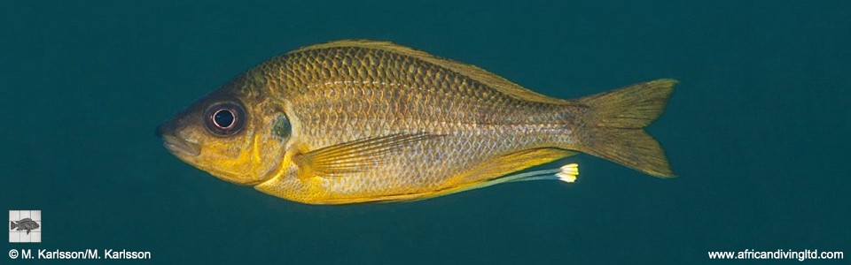 Ophthalmotilapia cf. nasuta 'Mpando Point'<br><font color=gray>Ophthalmotilapia sp. 'Nasuta Golden' Mpando Point</font>