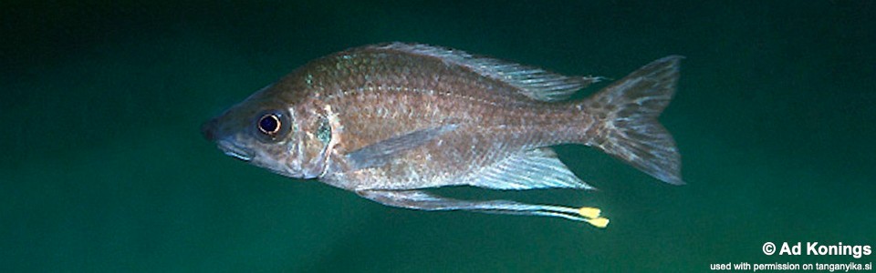 Ophthalmotilapia cf. nasuta 'Msalaba'<br><font color=gray>Ophthalmotilapia sp. 'Nasuta Golden' Msalaba</font>