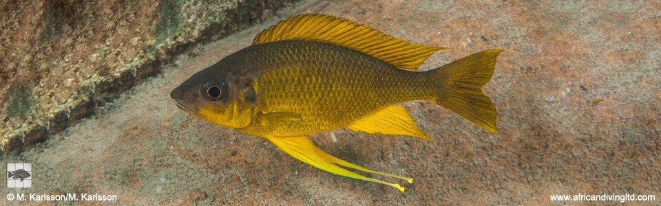 Ophthalmotilapia cf. nasuta 'Mtosi' - Ophthalmotilapia sp. 'Nasuta Golden' Mtosi