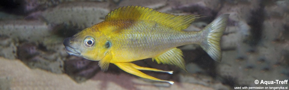 Ophthalmotilapia cf. nasuta (Mukosa)