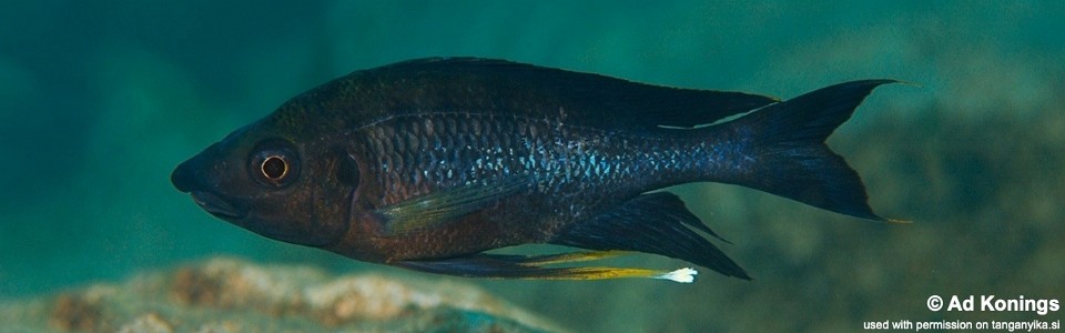 Ophthalmotilapia nasuta 'Muzimu'