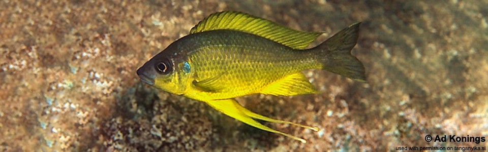 Ophthalmotilapia cf. nasuta 'Namansi'<br><font color=gray>Ophthalmotilapia sp. 'Nasuta Golden' Namansi</font>