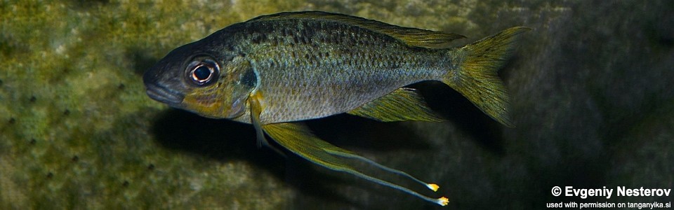 Ophthalmotilapia cf. nasuta 'Ndole Bay'