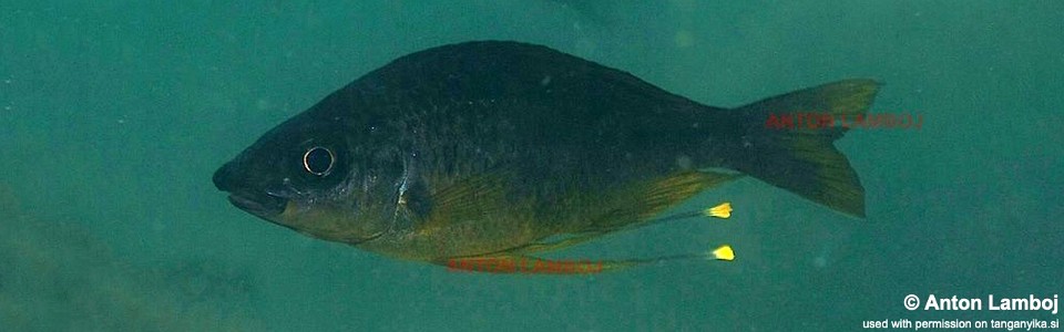 Ophthalmotilapia cf. nasuta 'Nkondwe Island'<br><font color=gray>Ophthalmotilapia sp. 'Nasuta Golden' Nkondwe Island</font>