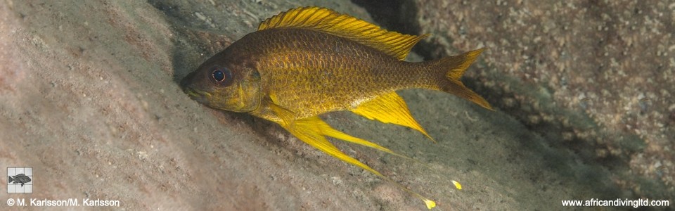 Ophthalmotilapia cf. nasuta 'Popo Point'<br><font color=gray>Ophthalmotilapia sp. 'Nasuta Golden' Popo Point</font>