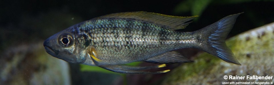 Ophthalmotilapia nasuta 'Resha'