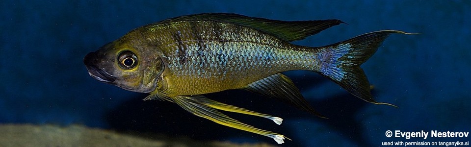 Ophthalmotilapia cf. nasuta (Sela, Moba area?)