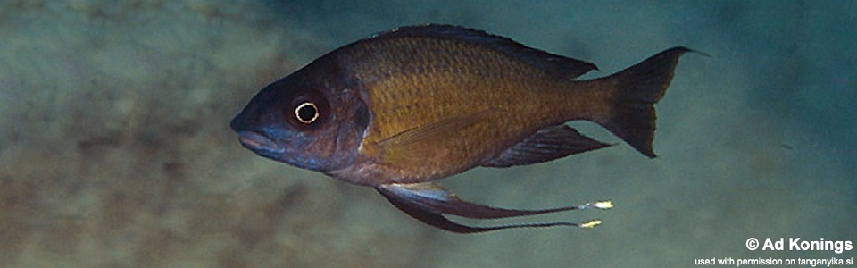 Ophthalmotilapia cf. nasuta 'Sibwesa'