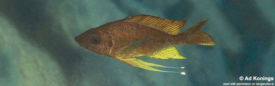 Ophthalmotilapia cf. nasuta 'Sumbu'