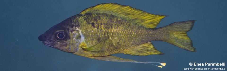 Ophthalmotilapia cf. nasuta 'Taala (Lusembwa) Point'<br><font color=gray>Ophthalmotilapia sp. 'Nasuta Golden' Taala (Lusembwa) Point</font>