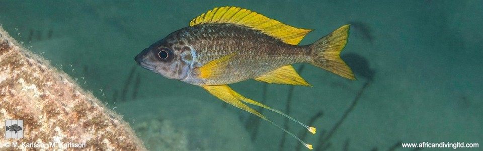 Ophthalmotilapia cf. nasuta 'Wampembe'<br><font color=gray>Ophthalmotilapia sp. 'Nasuta Golden' Wampembe</font>