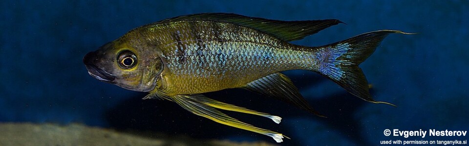 Ophthalmotilapia cf. nasuta (Sela, Moba area?)