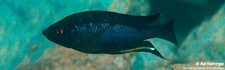 Ophthalmotilapia nasuta 'Cape Caramba'.jpg