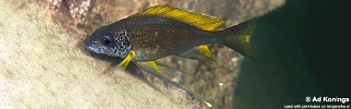 Ophthalmotilapia nasuta 'Cape Nangu'.jpg