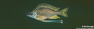 Ophthalmotilapia nasuta 'Chimba'.jpg