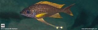 Ophthalmotilapia nasuta 'Izinga Island'.jpg