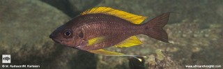 Ophthalmotilapia nasuta 'Kansombo'.jpg