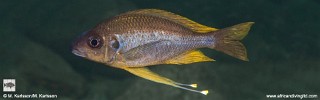 Ophthalmotilapia nasuta 'Kasola Island'.jpg