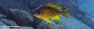 Ophthalmotilapia nasuta 'Kekese'.jpg