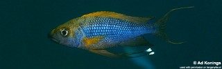 Ophthalmotilapia nasuta 'Mboko'.jpg