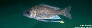 Ophthalmotilapia nasuta 'Msalaba'.jpg