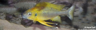 Ophthalmotilapia nasuta 'Mukosa'.jpg