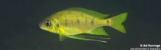 Ophthalmotilapia nasuta 'Mzwema'.jpg