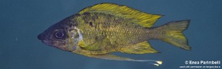 Ophthalmotilapia nasuta 'Taala (Lusembwa) Point'.jpg