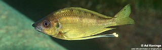 Ophthalmotilapia nasuta 'Ulwile Island'.jpg