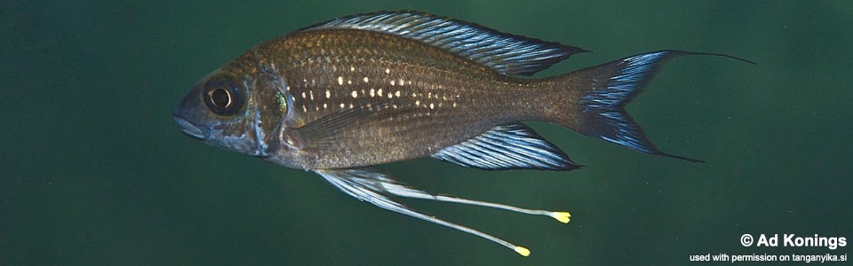 Ophthalmotilapia sp. 'paranasuta' Jakobsen's Beach