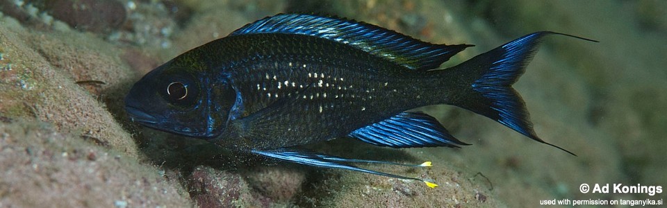 Ophthalmotilapia sp. 'paranasuta' Kigoma