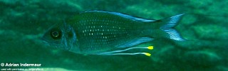 Ophthalmotilapia sp. 'paranasuta' Kalalangabo.jpg