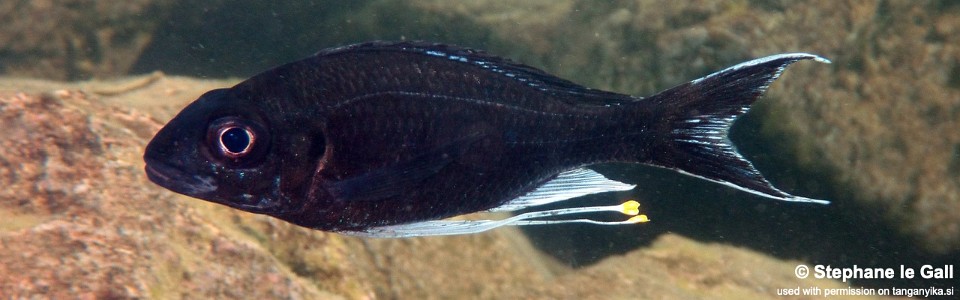 Ophthalmotilapia sp. 'whitecap' Bulu Point<br><font color=gray>Ophthalmotilapia ventralis 'Bulu Point'</font>