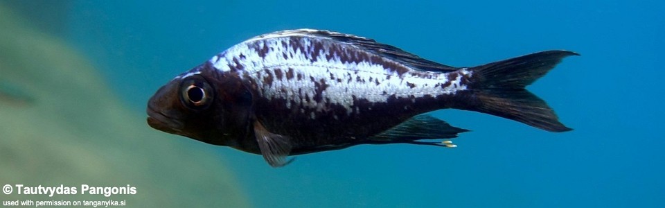 Ophthalmotilapia sp. 'whitecap' Cape Mpimbwe<br><font color=gray>Ophthalmotilapia ventralis 'Cape Mpimbwe'</font>